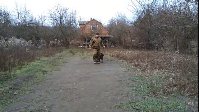 Лабрадор 6мес Чарли дрессировка! смотреть онлайн