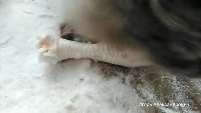 Кормёжка свободных котов смотреть онлайн