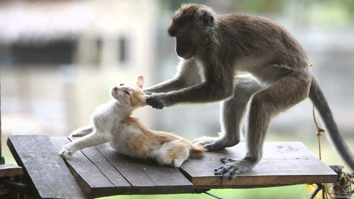 Смешные и весёлые приколы про животных 2021