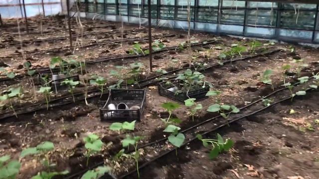 Последняя партия второго оборота. Бьёрн смотреть онлайн