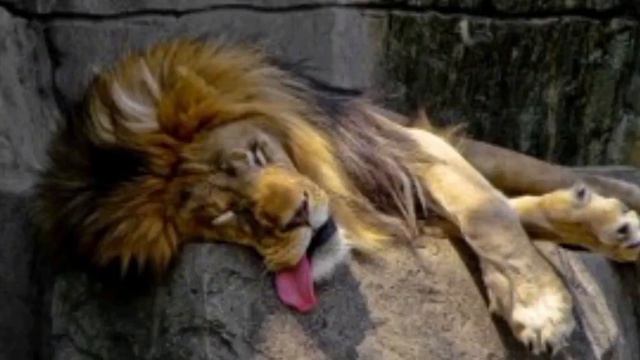 Царь зверей лев . Полуденный сон смотреть онлайн