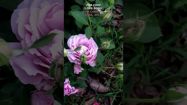 Роза Лав Сонг в соем саду 1 августа 2021. Love Song Rose in my garden. #shorts, смотреть онлайн