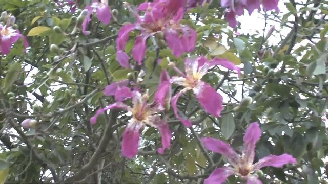 Ceiba speciosa - Grow & care - Beautiful shade tree смотреть онлайн