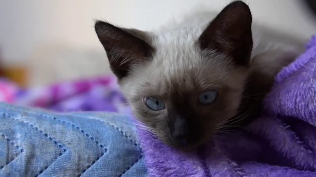 ПРОПАЛА СУДАКОВА! ИННА СУДАКОВА.  ОБЗОР.