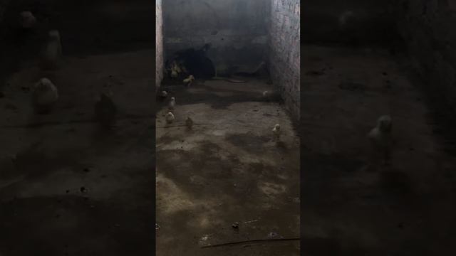 Мама защищает своих цыплят от змеи смотреть онлайн