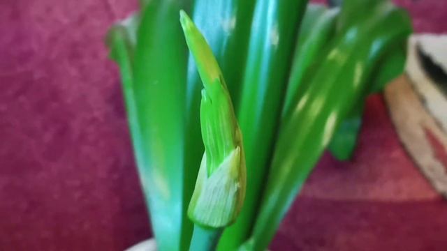 Лилия Гименокаллис. Показываю как начинается цветение смотреть онлайн