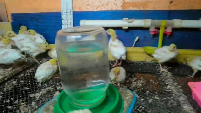 У вас всё плохо! Если птенцы не набрали такой вес в 7 дней. смотреть онлайн