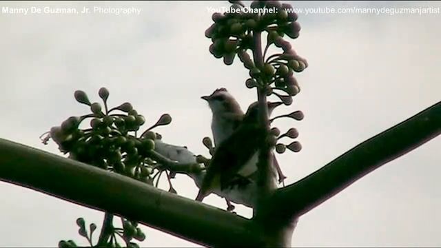 Canon FS200 Camcorder - Birds and 37x zoom test смотреть онлайн