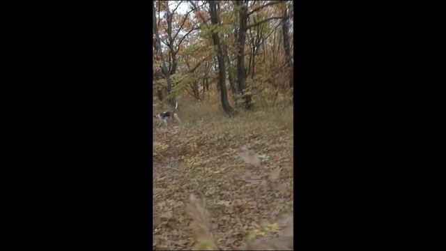 Гончие и заяц октябрь 2022 Краснодарский край смотреть онлайн