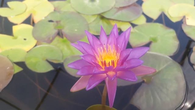 Нимфея Purple Star (Фиолетовая звезда), кувшинка, нимфея, водные растения, пруд смотреть онлайн