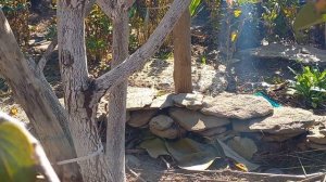 хурма Божий дар, третий год.