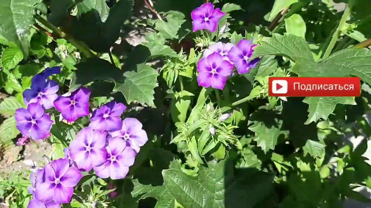 Огурцы к 28 июля 2020 г. Опять нужна подкормка.