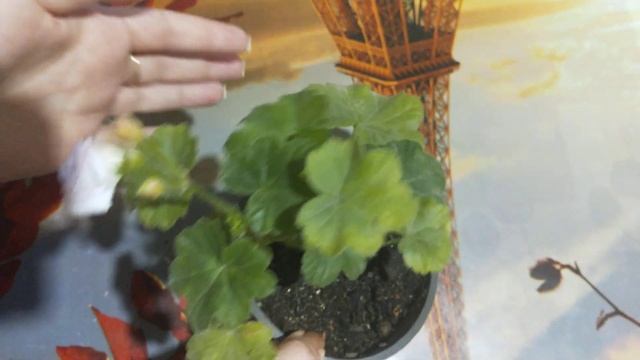 Пеларгония. Millfield Rose. смотреть онлайн