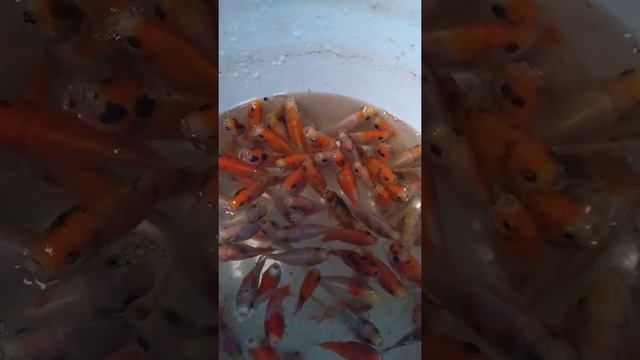 Гибрид шубункина и красного карася смотреть онлайн