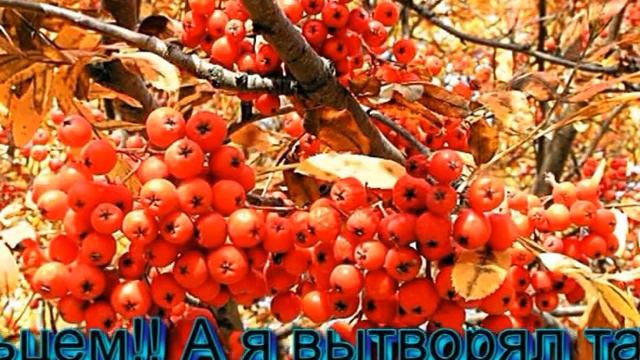 Тонкая рябина смотреть онлайн