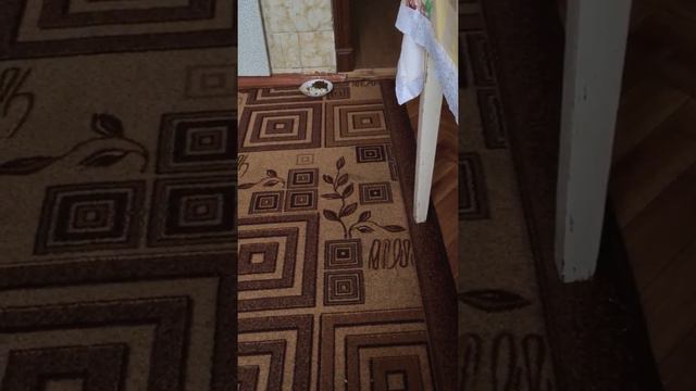 Щенок шпица требует внимания смотреть онлайн