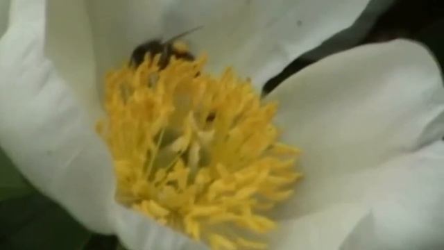 ProShow "Песня лета".Стих и монтаж Никитенкова Лариса 4. 05. 2017г. смотреть онлайн