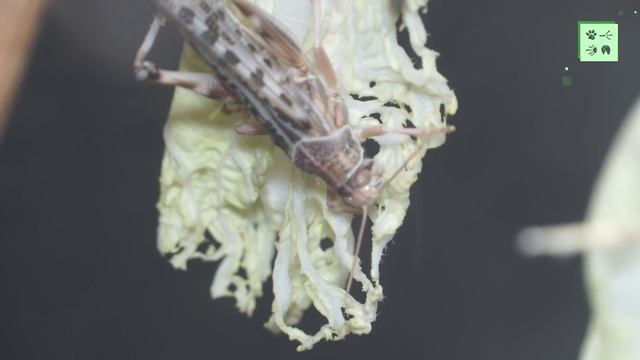 Казнь египетская: саранча пустынная смотреть онлайн