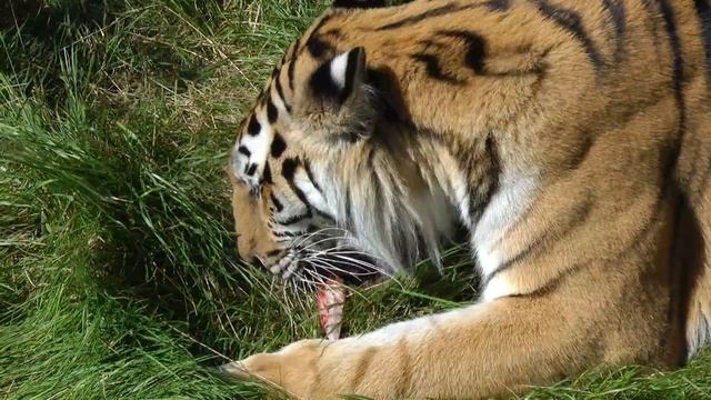 Tiger eating bunny, crushing its skull смотреть онлайн