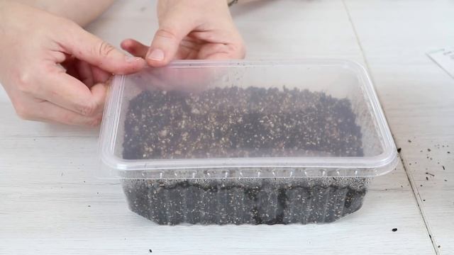 ЛЕВКОИ !!! Посев семян на рассаду, дальнейший уход смотреть онлайн