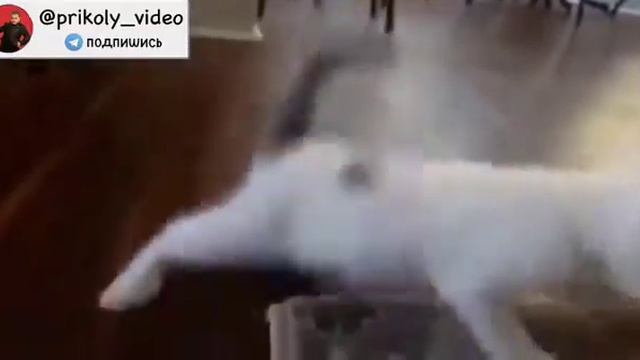 Dance кот смотреть онлайн