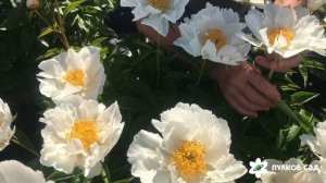 Krinkled white peony. Кринклед Уайт пион. Пулков сад (2022 г)