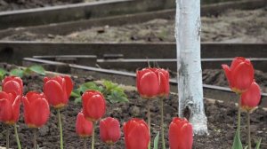 6 соток 11 мая 2024 года. Хроника.