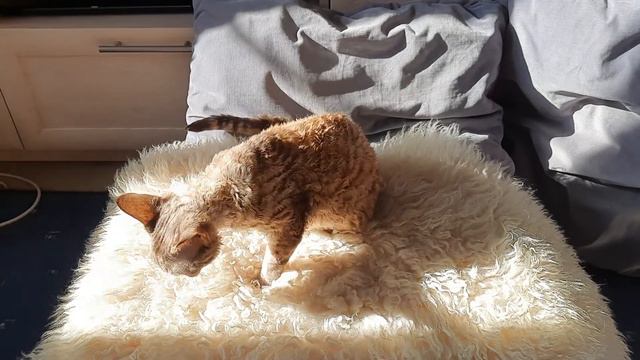 солнышко на солнышке или девон рекс греется/devon rex and the autumn sun смотреть онлайн