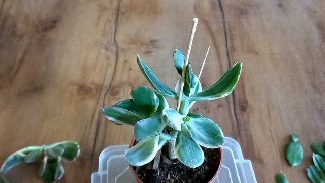 Прививка декабриста к толстянке триколор