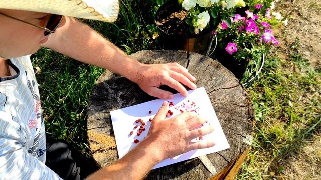 Как заготовить семена земляники / В магазине больше не покупаю #26 смотреть онлайн