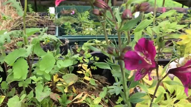 Alstroemeria seedlings смотреть онлайн