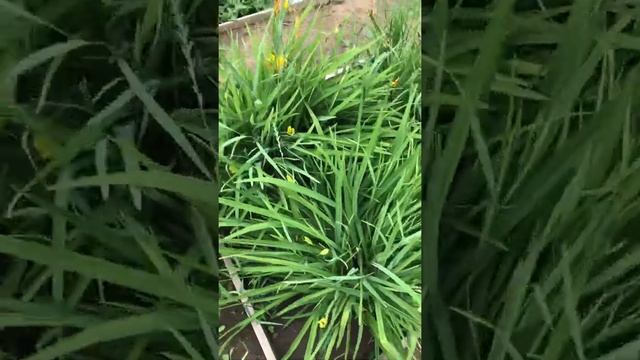 Видовые лилейники в Якутии смотреть онлайн