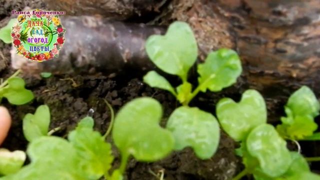 Что в теплице за деликатес мы собираем на новогодний стол? смотреть онлайн