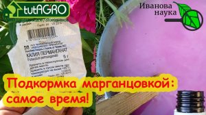 МОЩНАЯ ПОДКОРМКА НА ВЫЗРЕВАНИЕ ВЕТВЕЙ у роз, винограда, персика и других неженок. Марганцовка в саду