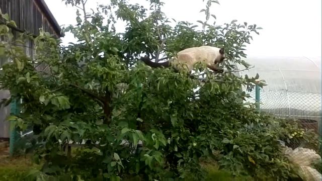 Приколы. Кот на дереве смотреть онлайн