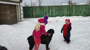 Дети катаются на собаках верхом. Ротвейлеры и дети