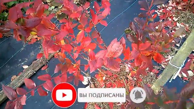 Голубика без сорняков, мой метод. Обзор плантации осенью 2021. смотреть онлайн