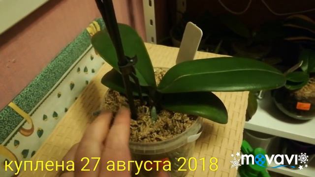Орхидея Биг лип в полном роспуске🌸 смотреть онлайн