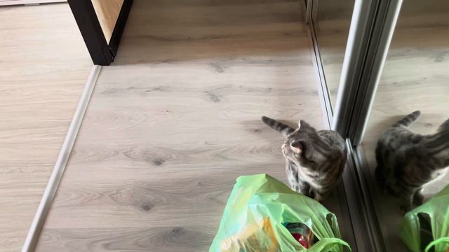 ВЛОГ : ХОТИМ КУПИТЬ КРОВАТЬ, А КУПИЛИ БОТА. ПЛАСТИКОВЫЕ ОКНА ЦЕНЫ смотреть онлайн