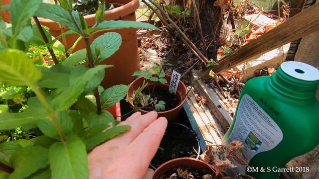 Visit Our Garden Greenhouse смотреть онлайн