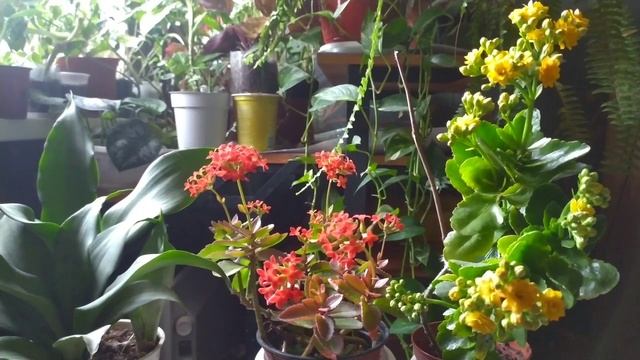 ПЫШНОЕ ЦВЕТЕНИЕ КАЛАНХОЭ/?как добиться/СЕКРЕТЫ УХОДА смотреть онлайн
