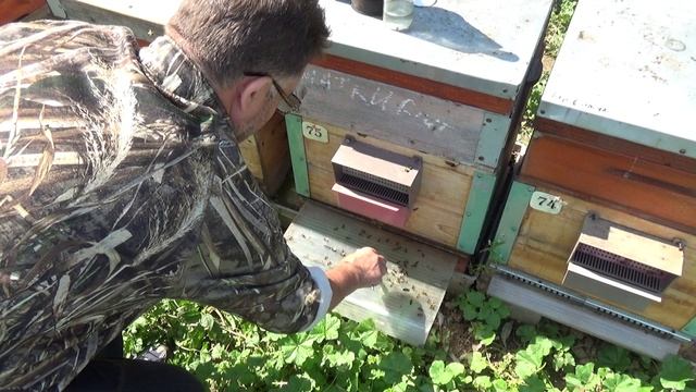 Борьба с клещем ВАРОА смотреть онлайн