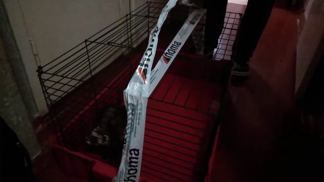 Хорек в доме. Первые минуты знакомства с Викторовной. смотреть онлайн