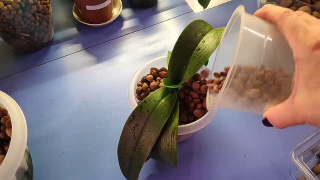 12.04.22.ОРХИДЕЯ Белая.. пересадка смотреть онлайн