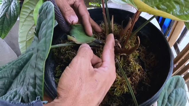 2 jenis Anthurium Sirih‼️Tanaman Hias DK OTi смотреть онлайн