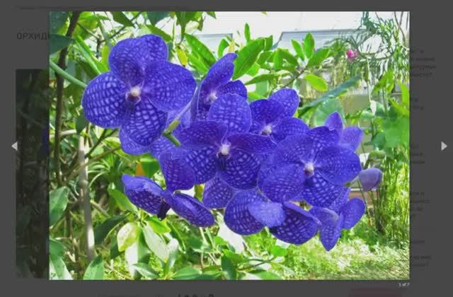 Орхидея синего цвета - голубая мечта цветовода. Как не разочароваться в этой красавице? смотреть онлайн