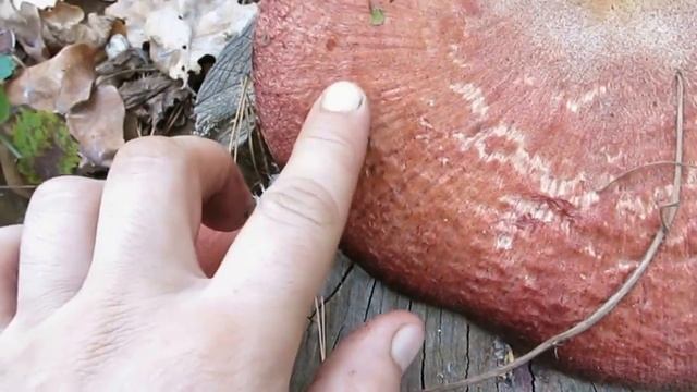 Печёночница обыкнове́нная, Печёночный гриб. Крупная находка на дубовом пне. смотреть онлайн