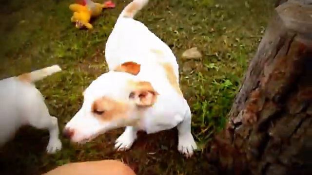 Джек Рассел терьер смотреть онлайн