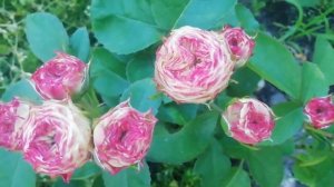 Роза Латин помпон