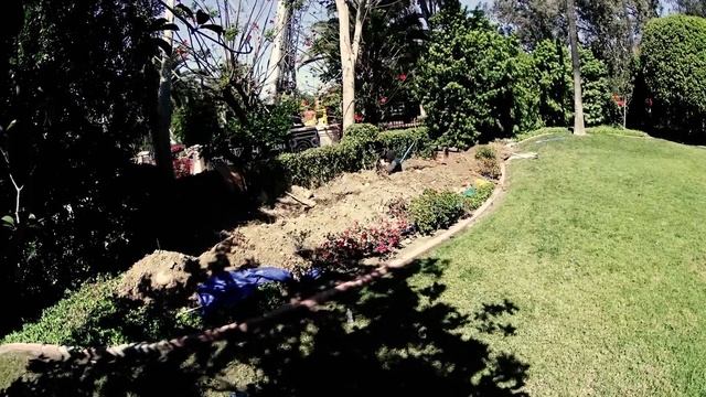 Moon Valley Nurseries Planted 6 Giant Podocarpus Trees in Rancho Santa Fe, CA смотреть онлайн